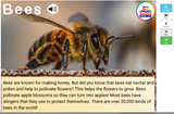 Insects Informational Passages Set 1 Boom Cards™ Distance Learning