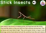 Insects Informational Passages Set 2 Boom Cards™ Distance Learning