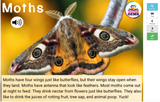 Insects Informational Passages Set 1 Boom Cards™ Distance Learning